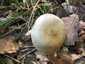 Fakó tőkegomba (Pholiota lenta), Pilis